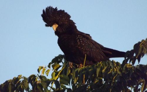 Black Cockatoo, Wilcannia