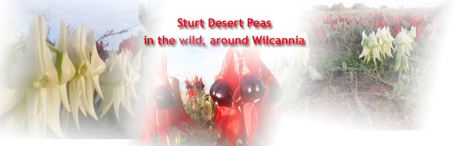 Sturt Desert Peas